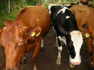 Alltid spnnande att passera kohagar!