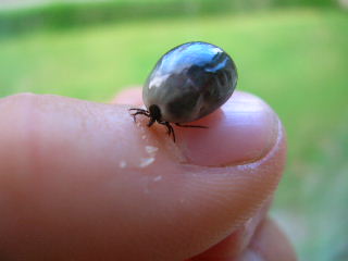 Klotrund fsting p min tumnagel