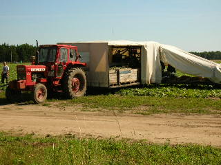 Jordgubbsplockning pgr!