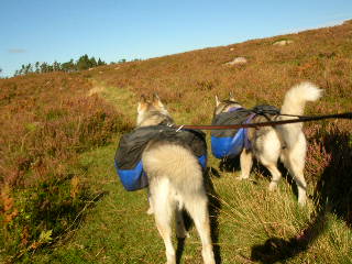 Ljunghedsvandring vid Mstocka