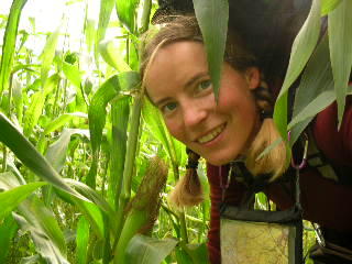 Nrstudie av ett majsflt