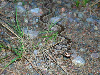 ga mot ga med en huggorm