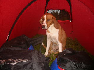 Vr nya bekantskap som flyttat in i absiden