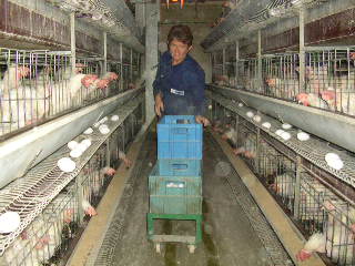 Inger Brit i hnshuset