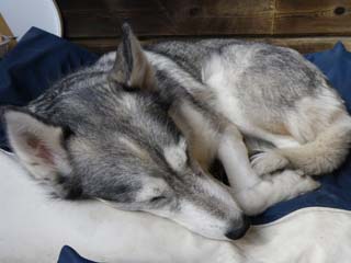 Ronja vilar sig i form