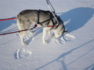 Ronja kollar upp bjrnspren
