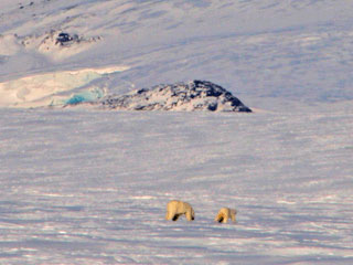Isbjrnar