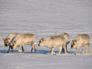 Den vilda Svalbardrenen