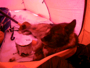 Bris njuter av livet i absiden