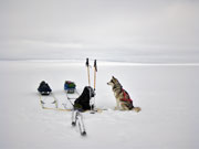 Uppe p den vita bljande sgrdfonna