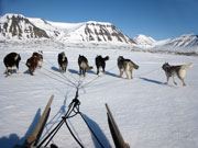 Testkrning med tta hundar i spannet